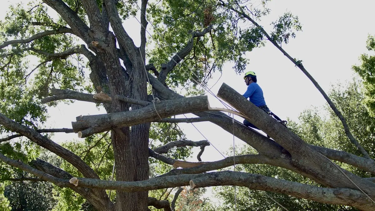 Professional Crown Thinning performed by certified arborists in Belington