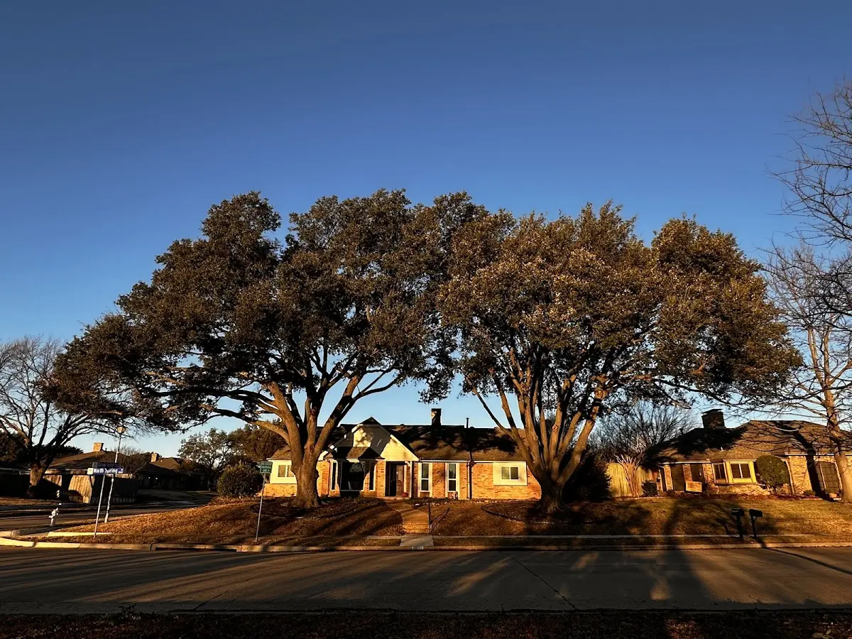 Established residential canopy tree shading a home in Belington